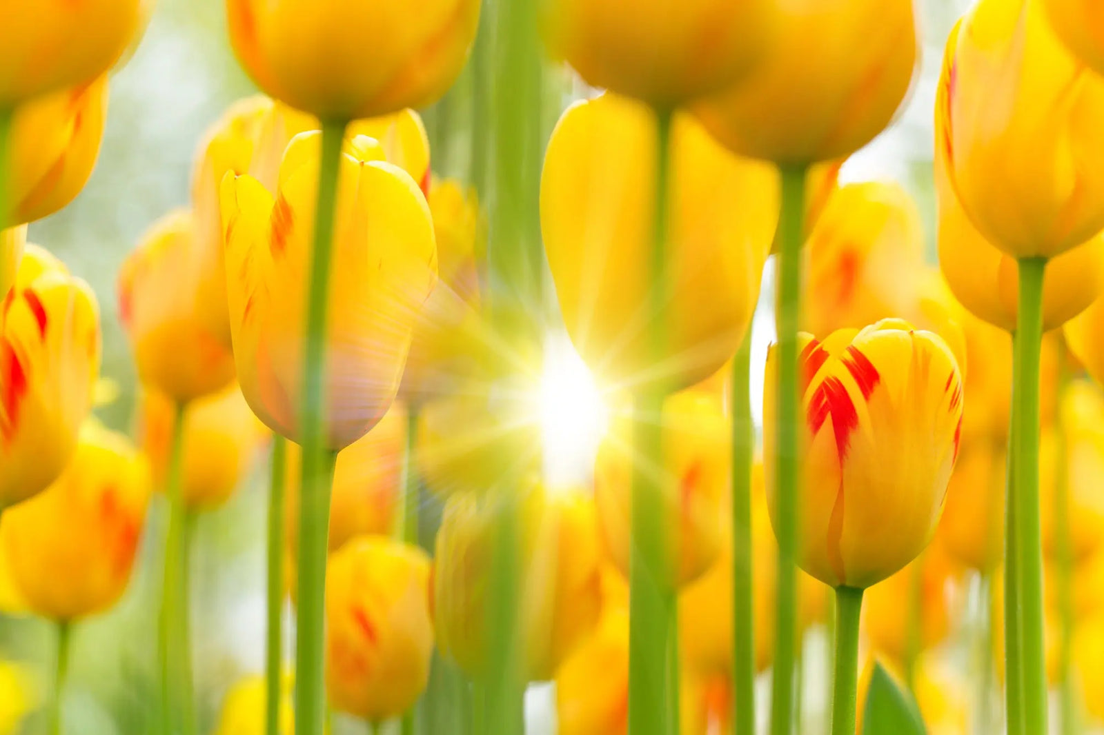 How Can Flowers Affect Your Mood & Emotional Health | Parisians Pure Indulgence