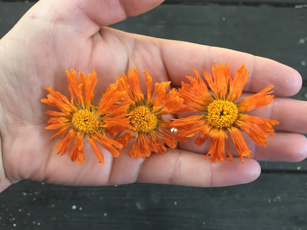 Kelli's Blog | Parisians Pure Indulgence