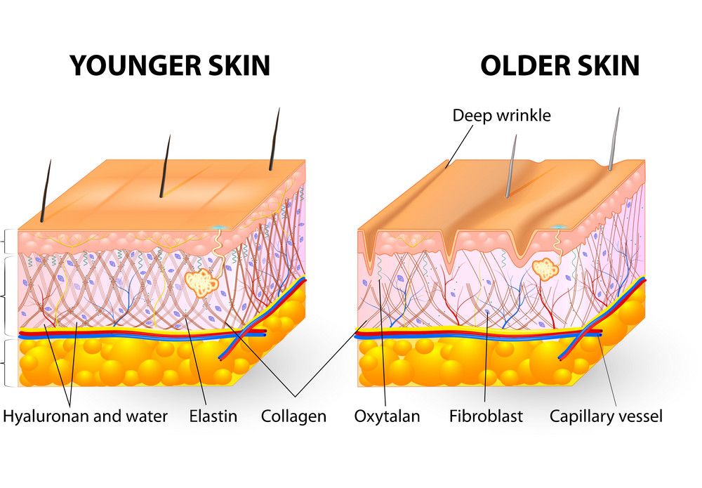 What is the difference between Collagen and Elastin? | Parisians Pure Skincare